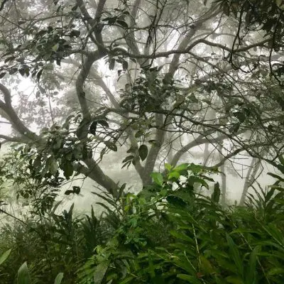 Vereda Surreal Xilitla