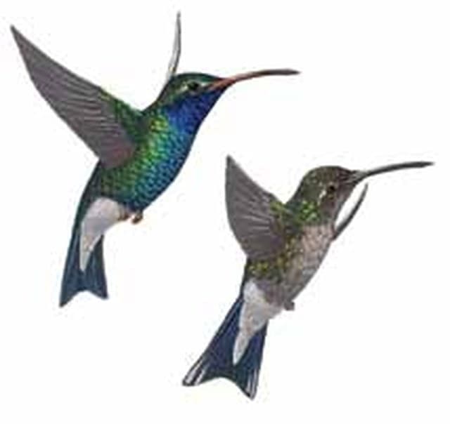 Colibrí pico ancho (Cynanthus latirostris). Ilustración: CONABIO — Guía de Aves de la Reserva de la Biosfera Sierra del Abra Tanchipa (2014)
