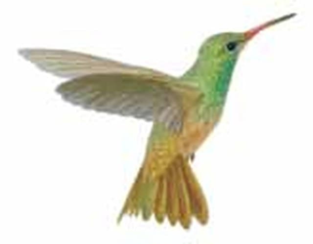 Colibrí yucateco (Amazilia yucatanensis). Ilustración: CONABIO — Guía de Aves de la Reserva de la Biosfera Sierra del Abra Tanchipa (2014)