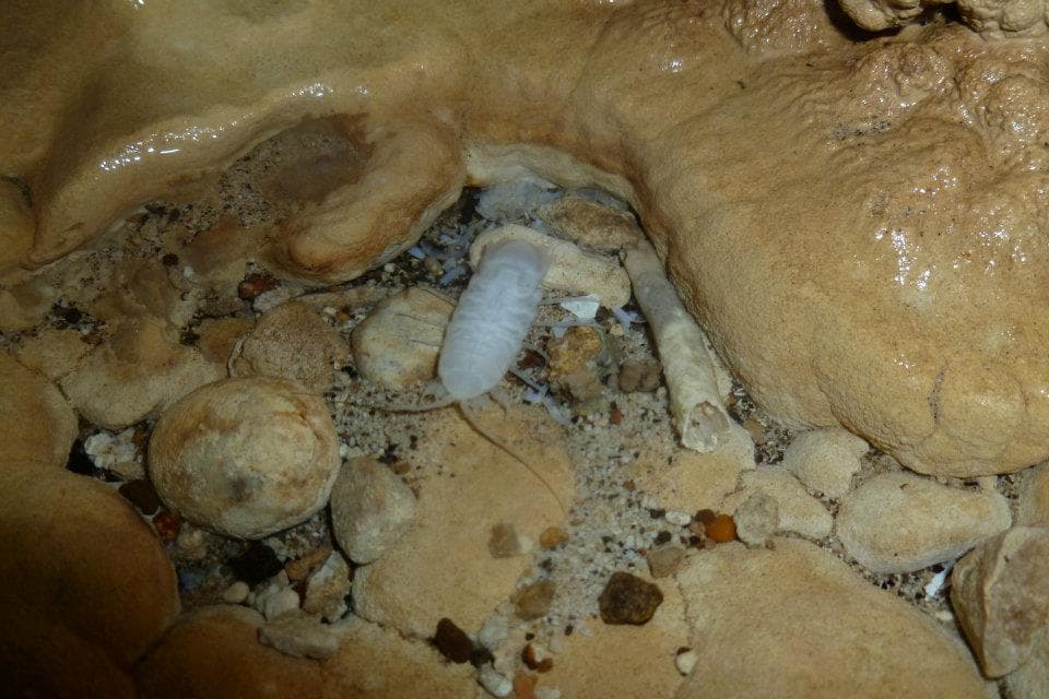 Criaturas Fantásticas en la Huasteca Potosina
