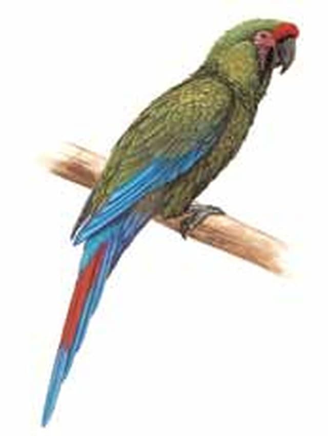 Guacamaya verde (Ara militaris), especie emblemática de la Reserva de la Biosfera Sierra del Abra Tanchipa. Ilustración: CONABIO — Guía de Aves de la Reserva de la Biosfera Sierra del Abra Tanchipa (2014)
