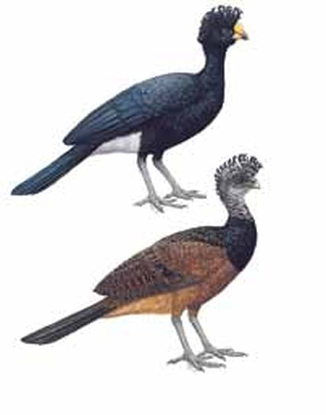Hocofaisán (Crax rubra), una de las aves más grandes de la selva. Ilustración: CONABIO — Guía de Aves de la Reserva de la Biosfera Sierra del Abra Tanchipa (2014)