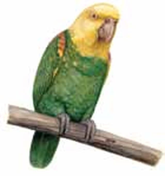 Loro cabeza amarilla (Amazona oratrix), en riesgo según la NOM-059. Ilustración: CONABIO — Guía de Aves de la Reserva de la Biosfera Sierra del Abra Tanchipa (2014)