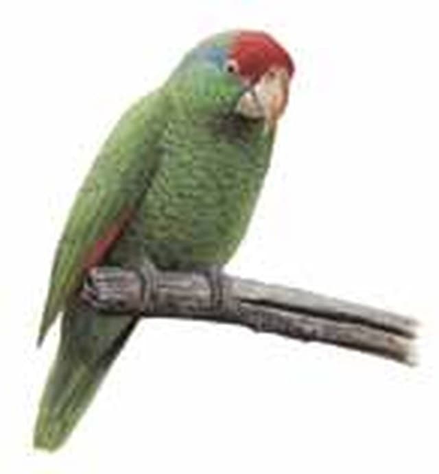 Loro tamaulipeco (Amazona viridigenalis), endémico del noreste de México. Ilustración: CONABIO — Guía de Aves de la Reserva de la Biosfera Sierra del Abra Tanchipa (2014)