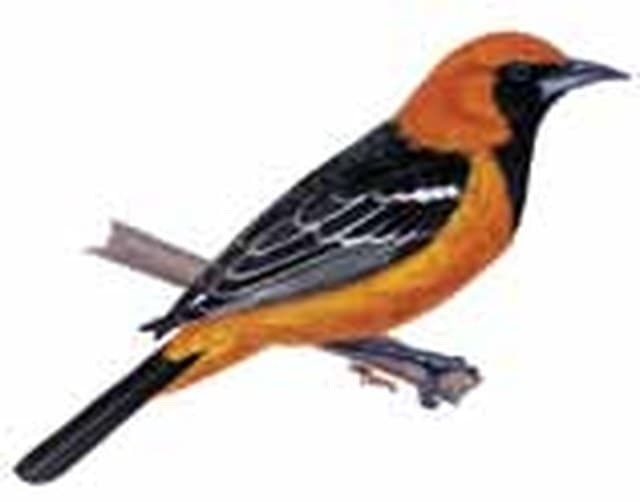 Pájaro bandera o trogón elegante (Trogon elegans). Ilustración: CONABIO — Guía de Aves de la Reserva de la Biosfera Sierra del Abra Tanchipa (2014)