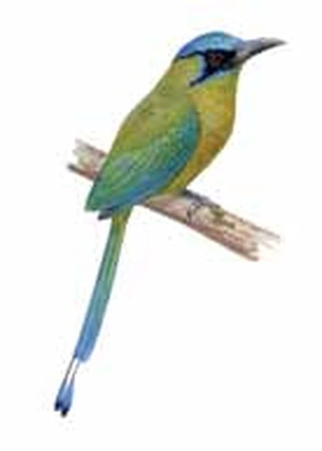 Pájaro reloj (Momotus momota), el momoto de cola en raqueta. Ilustración: CONABIO — Guía de Aves de la Reserva de la Biosfera Sierra del Abra Tanchipa (2014)