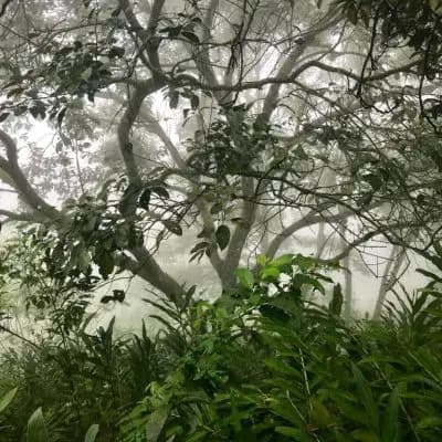 Vereda Surreal Xilitla